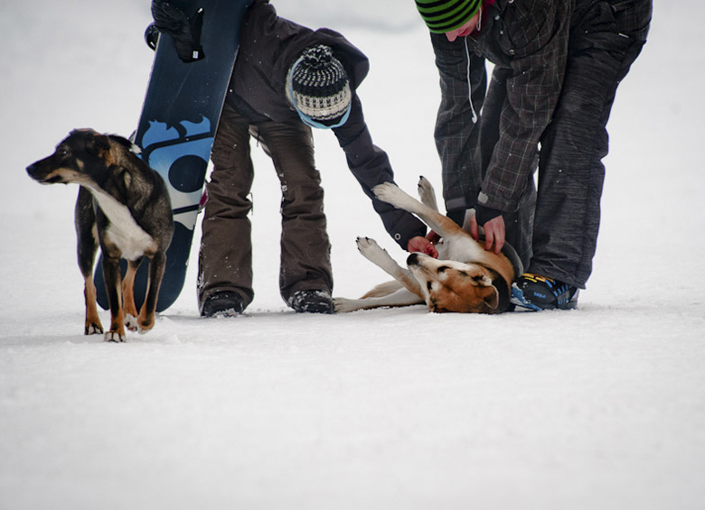 perros en la nieve
