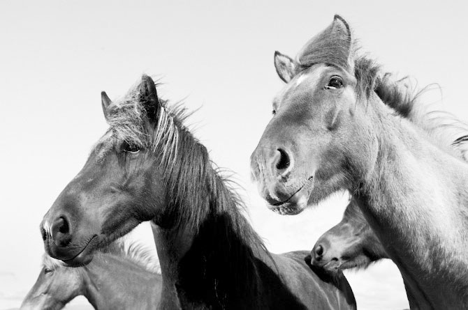 Foto de caballos en blanco y negro