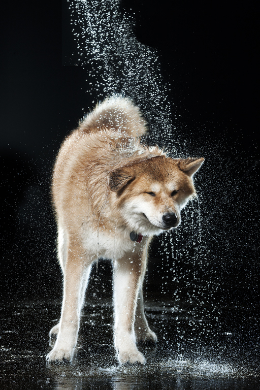 Fotografía de un perro sacudiendose agua