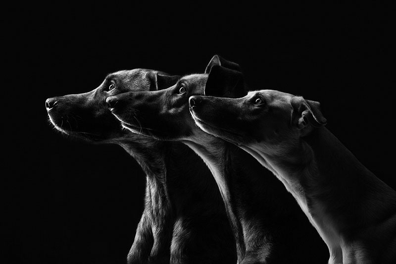 Elke Vogelsang photography dogs oldskull 8