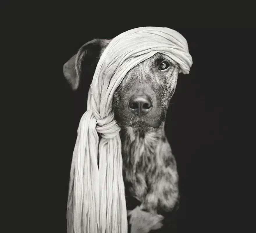 Perro con toalla