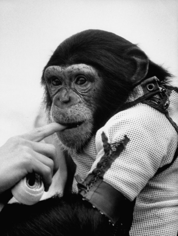 Ham_primer_chimpancé_astronauta-fotografia-oldskull-20