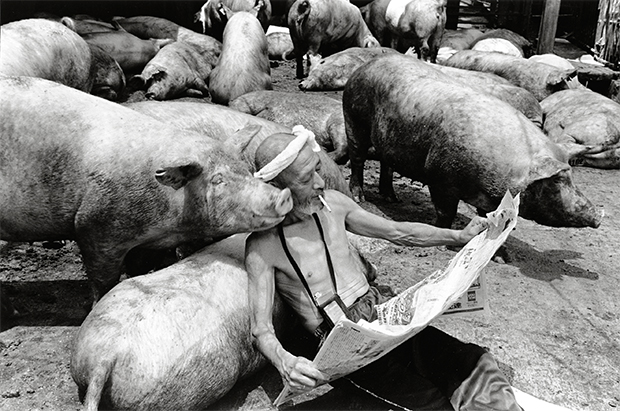 farmer and pigs photography oldskull 5