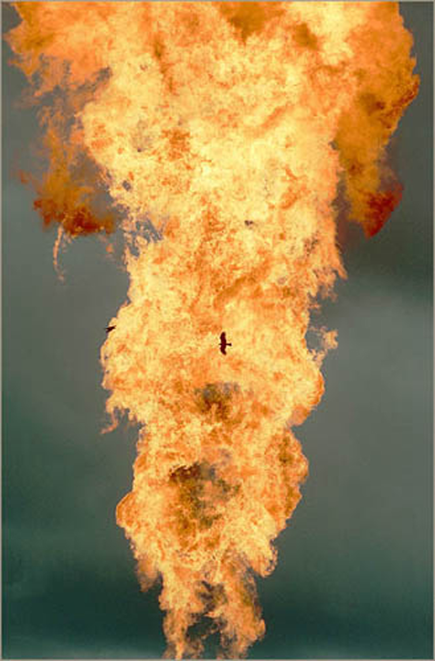 A bird flies near the roaring column of flame.