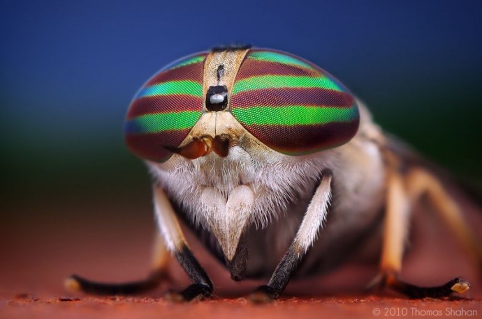 Fotografía macro de insectos