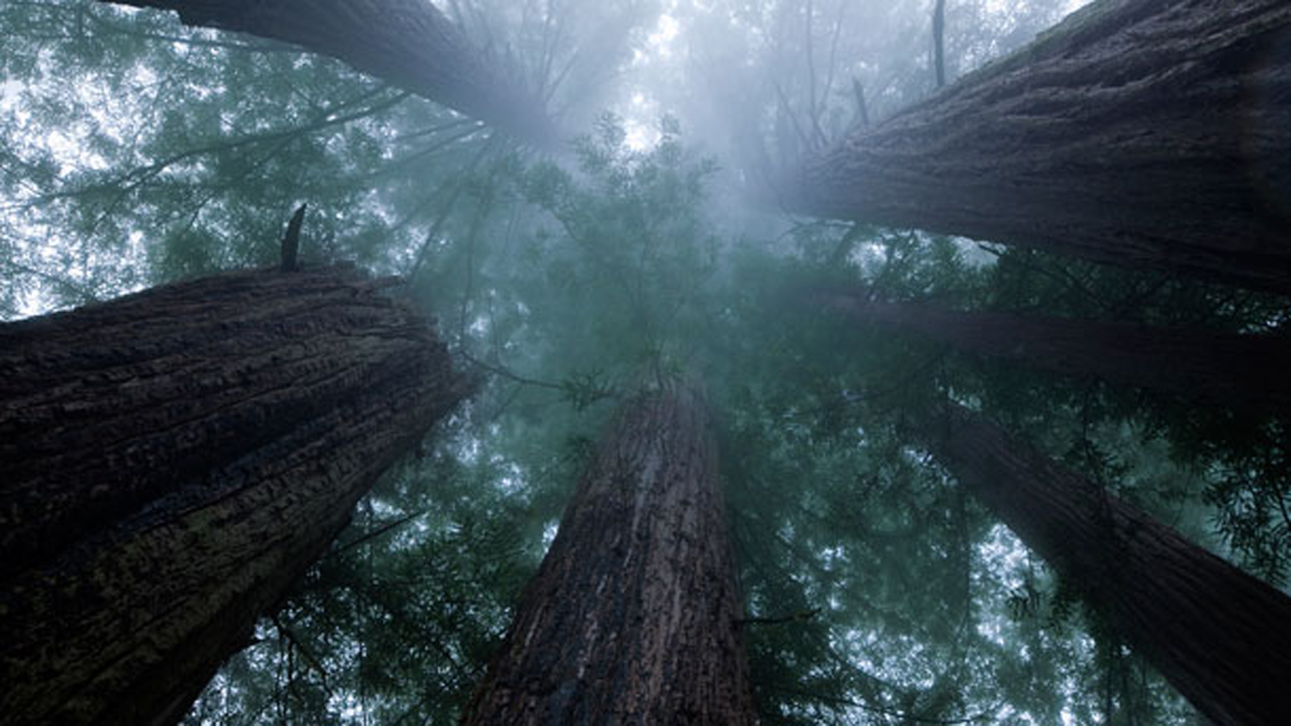 Redwoods MM7599