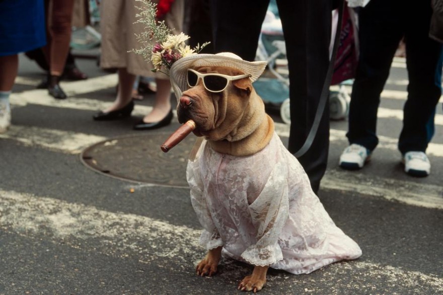 perro disfrazado en las calles de nueva york