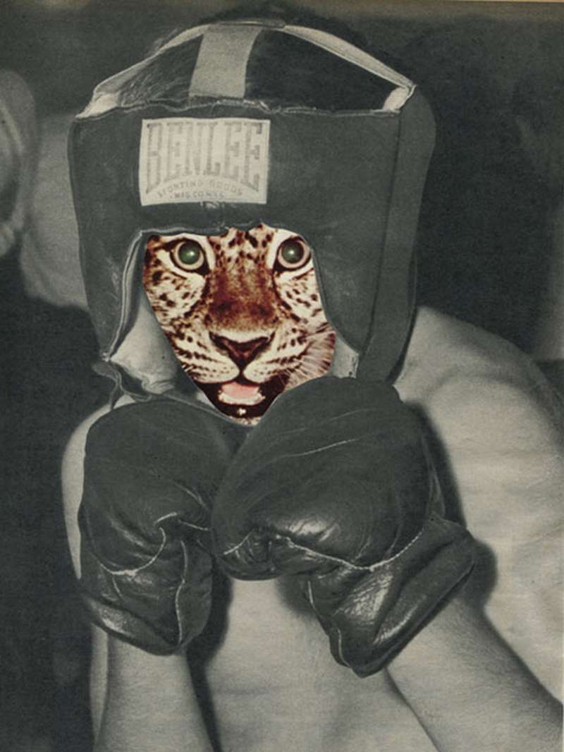 Collage de una gato con traje de boxeador