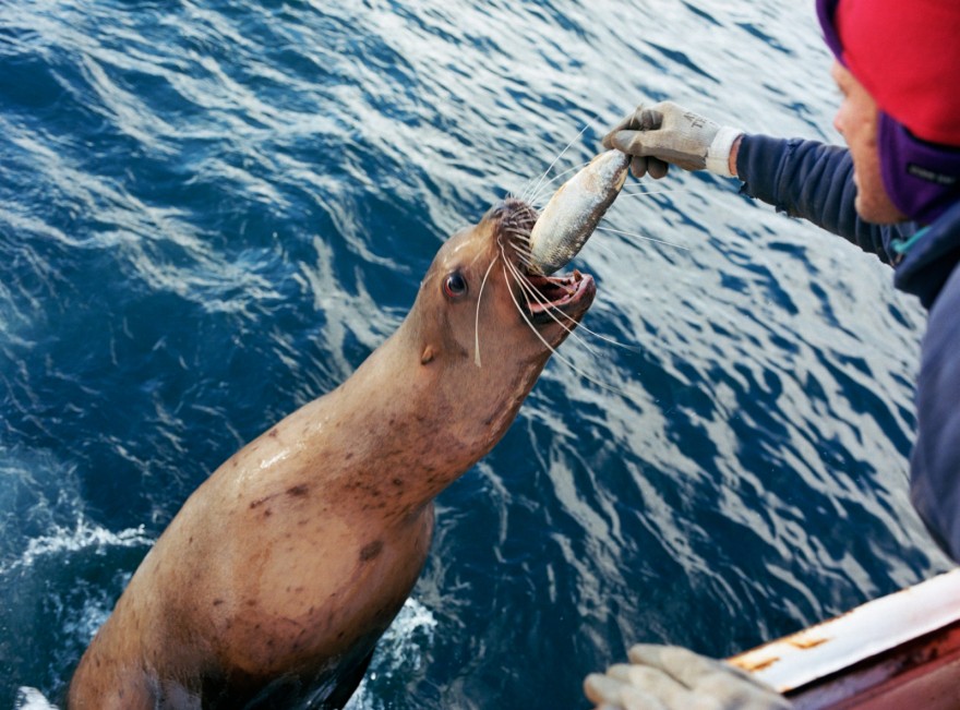 Sea Lion Feeding