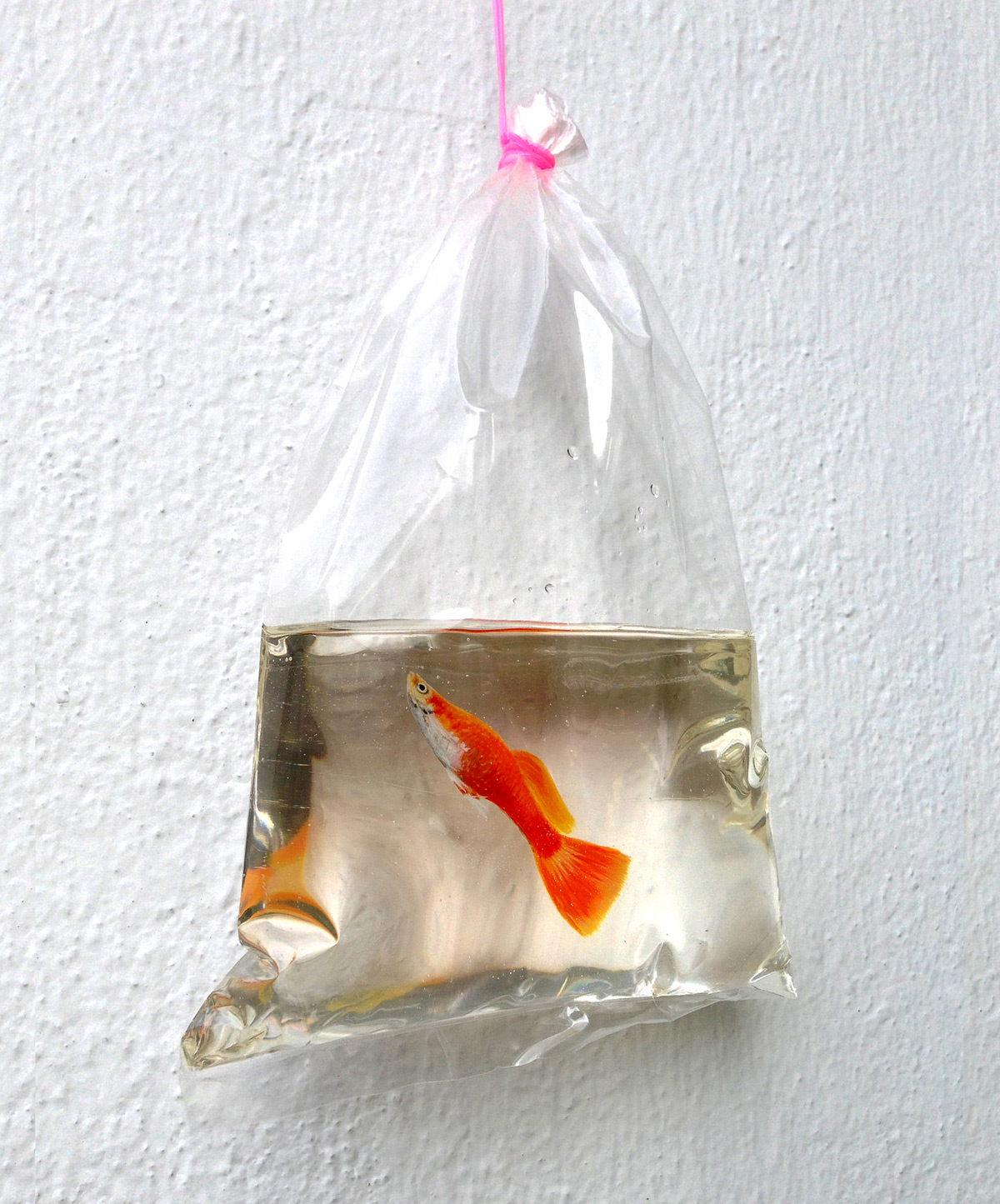 Pintura realista de una bolsa de peces