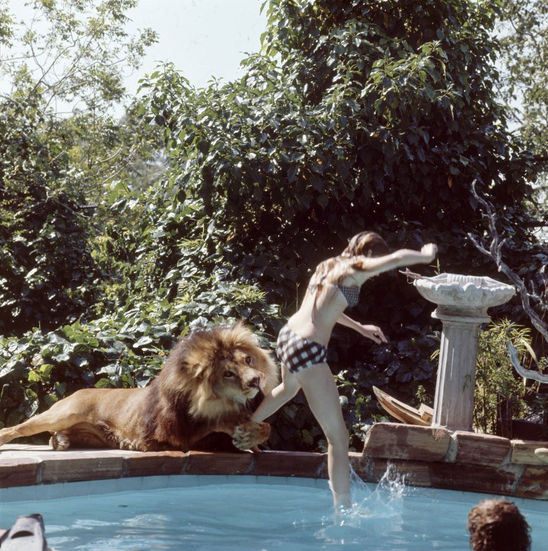 Melanie Griffith mordida por su leon neil en la piscina