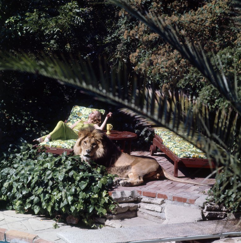 tippi hendren tomando el sol con su leon neil