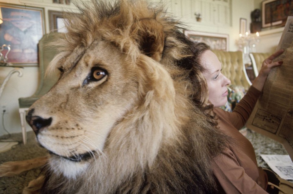 tippi hendren con su leon en el salon de su casa