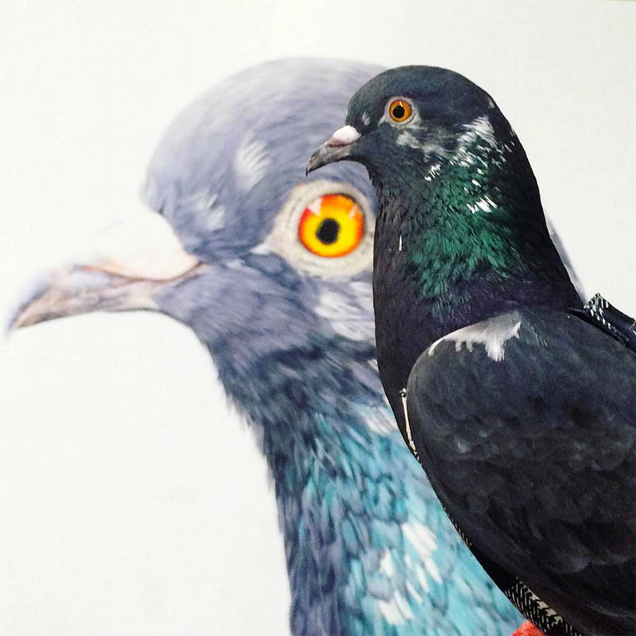 Adele Renault Paints Incredibly Realistic Pigeon
