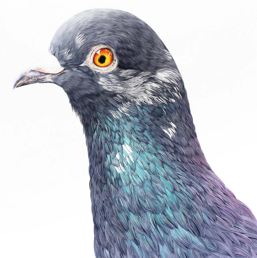 Adele Renault Paints Incredibly Realistic Pigeon (8)