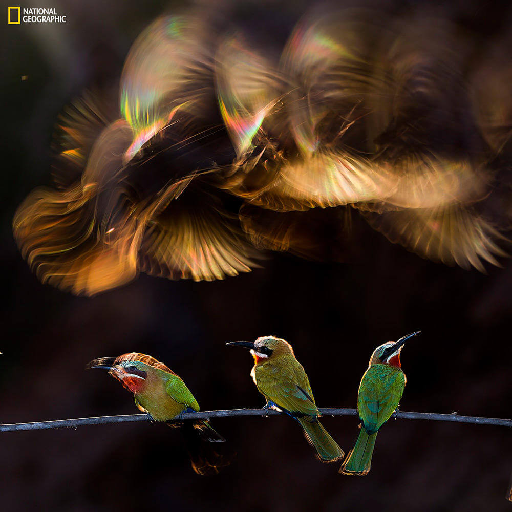 Winners & Honorable Mentions of the 2015 National Geographic Photography Competition (6)