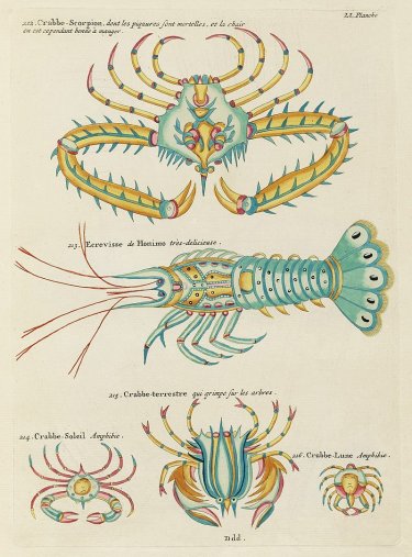 primeras ilustraciones del mundo marino Louis Renard