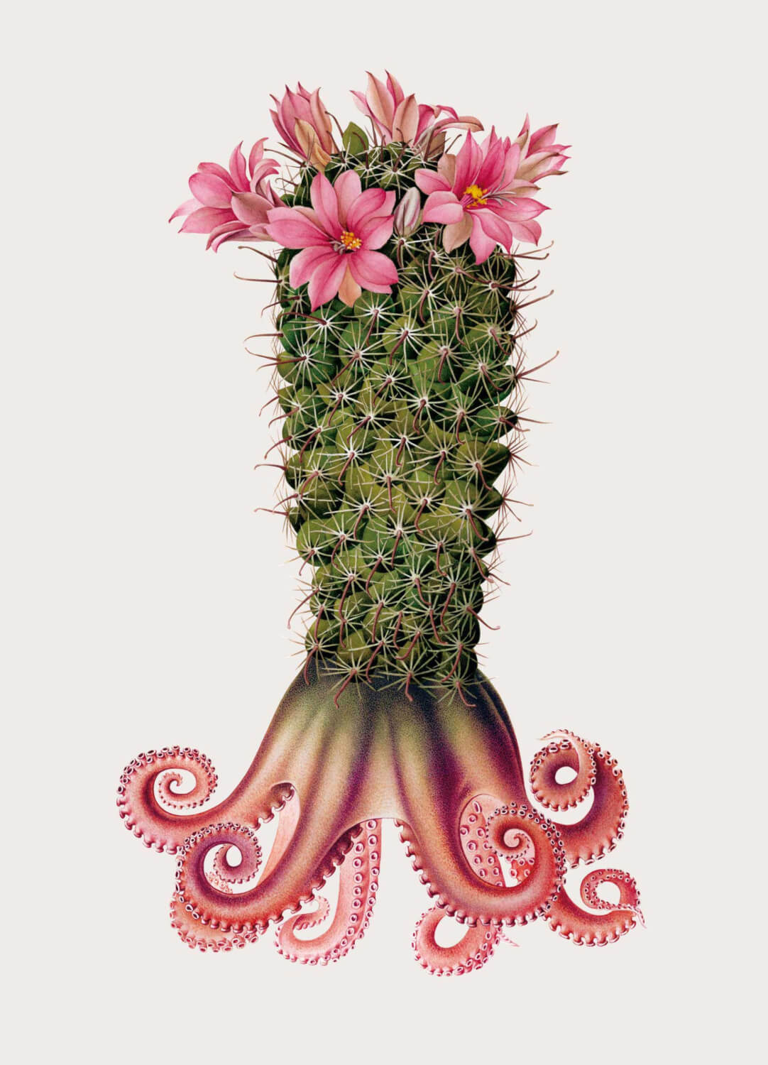cactus pulpo especies creativas