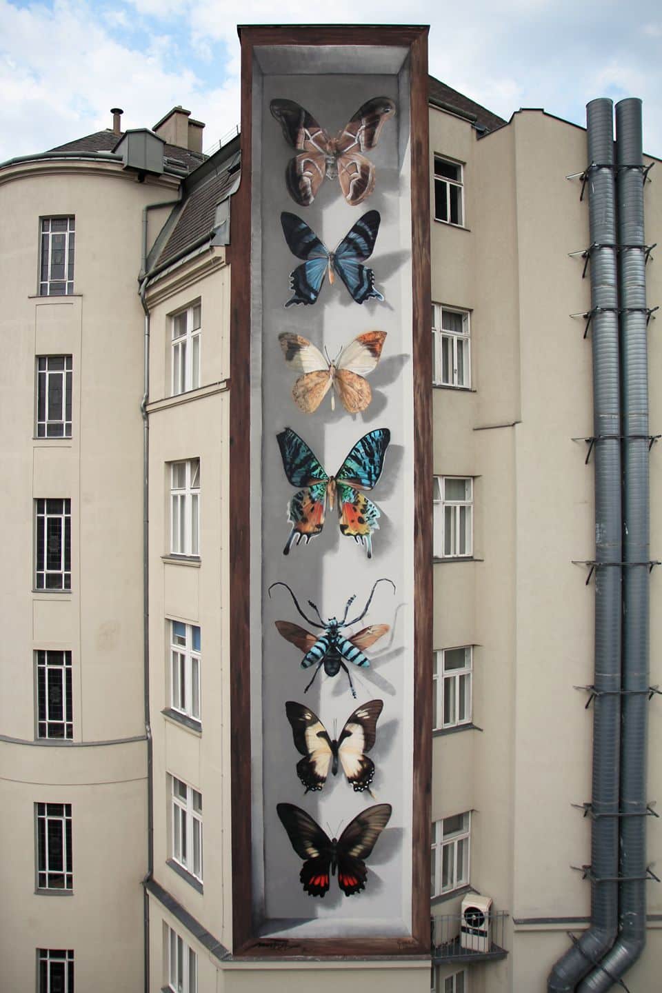 coleccion de mariposas mantra ilusionismo