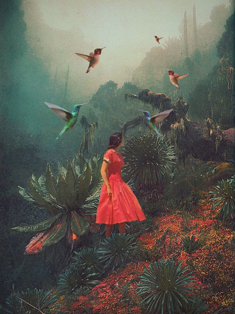 colibries collage frank moth