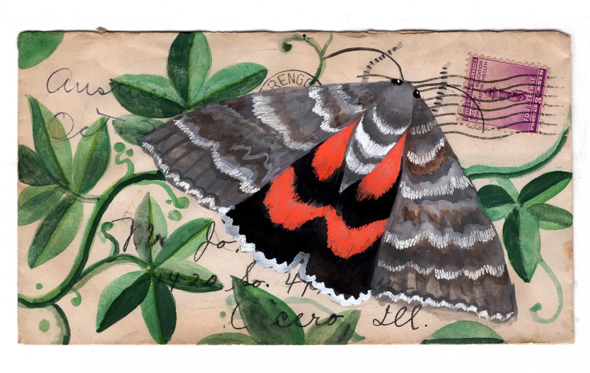 postales animales diana sudyka mariposa