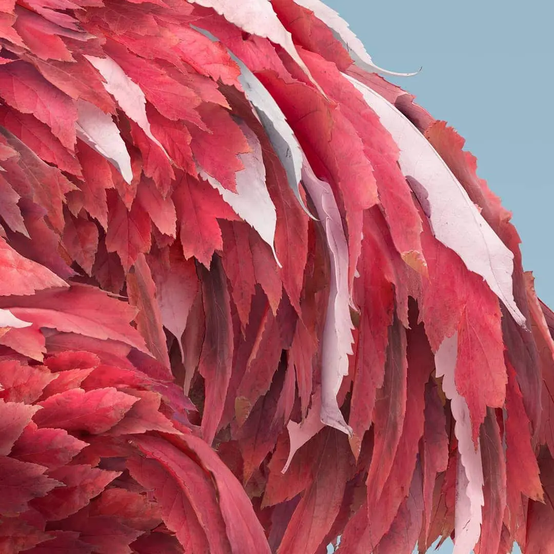 josh dykgraaf flamingo de hojas detalle