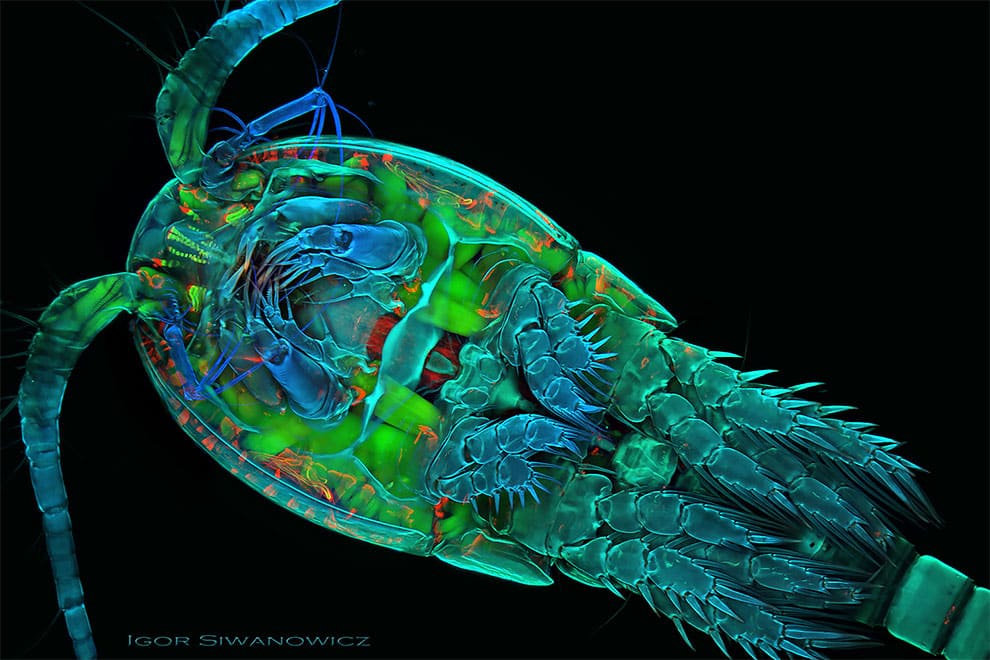 fotografo polaco microscopio fluorescente 11