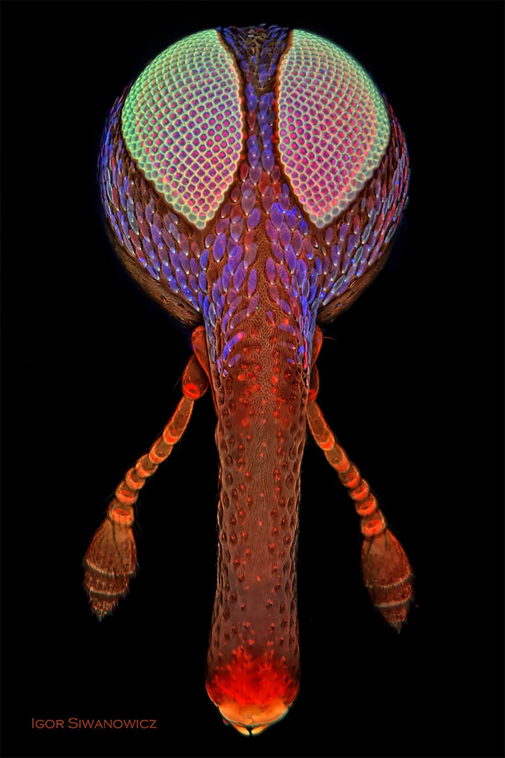 fotografo polaco microscopio fluorescente 13