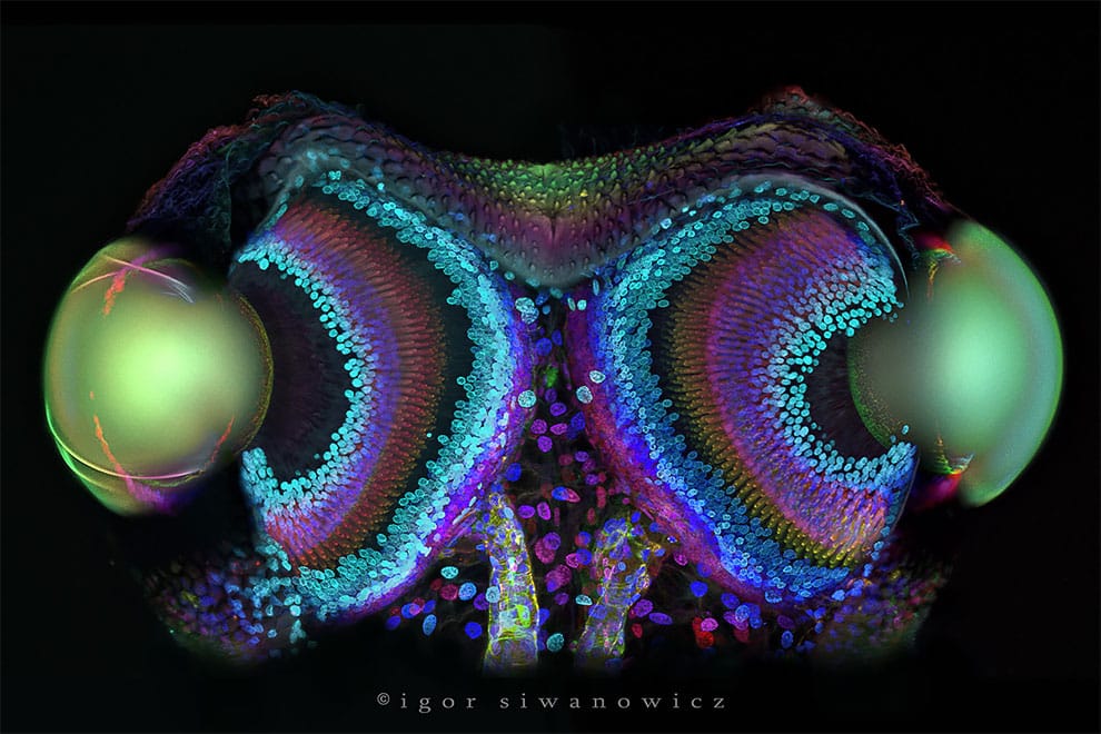 fotografo polaco microscopio fluorescente
