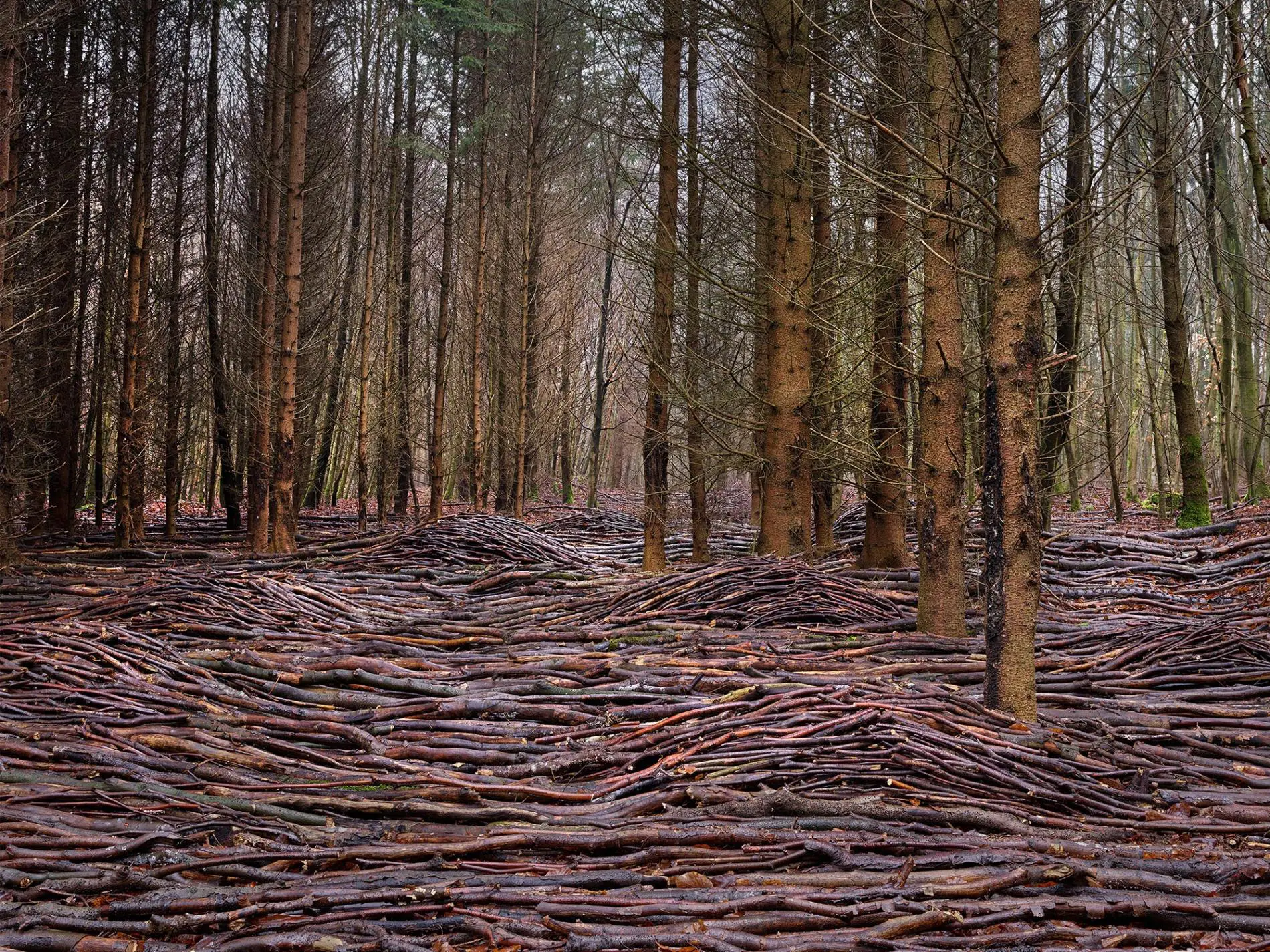 olas de madera fotografia Jörg Gläscher mar