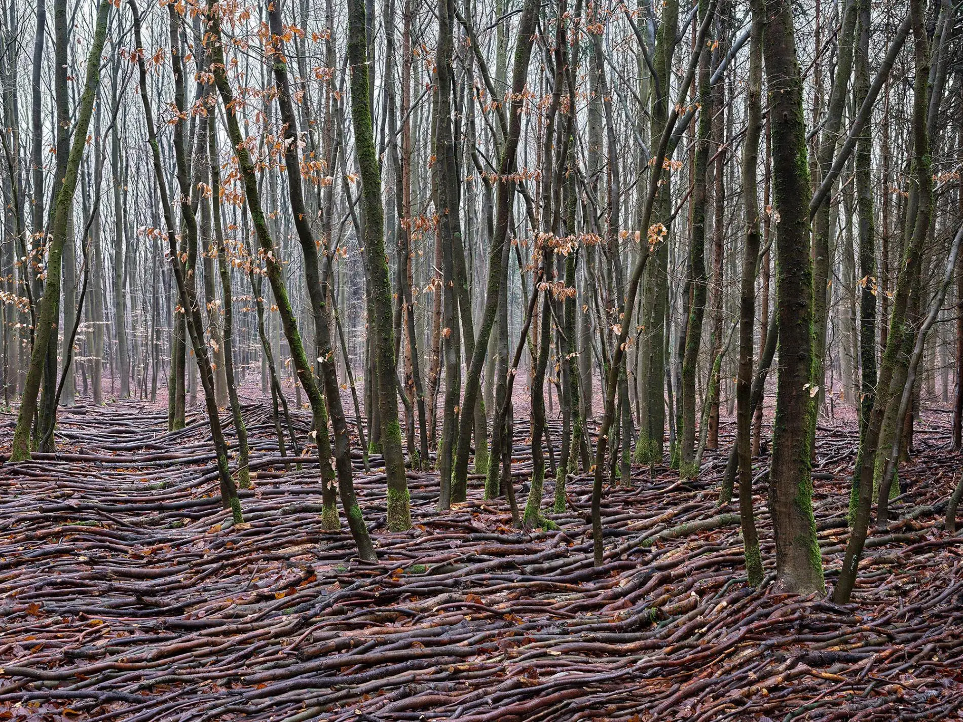 olas de madera fotografia Jörg Gläscher ondulado