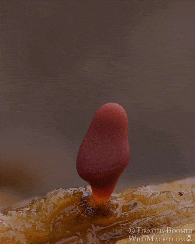 Carnival-candy-slime-mold-Arcyria-denudata-timelapse