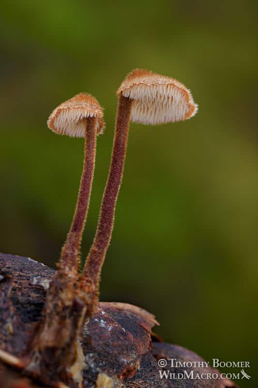 Earpick fungus (Auriscalpium vulgare)