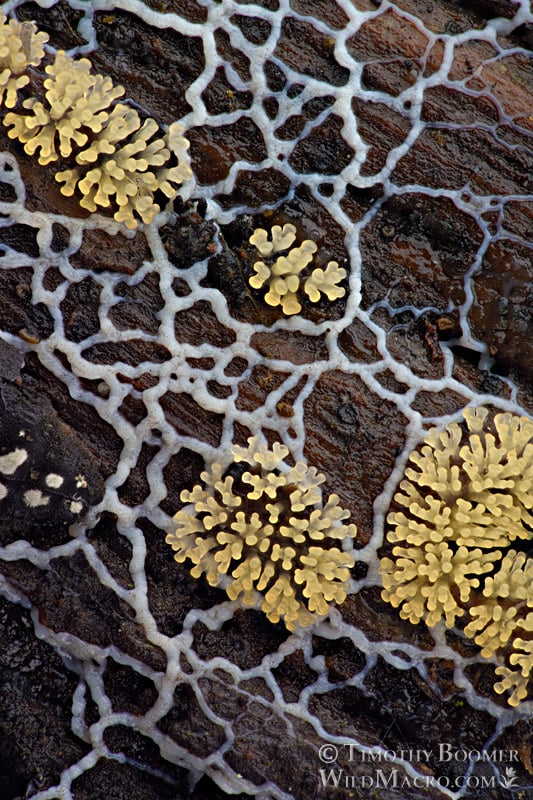 Coral slime mold (Ceratiomyxa fruticulosa)