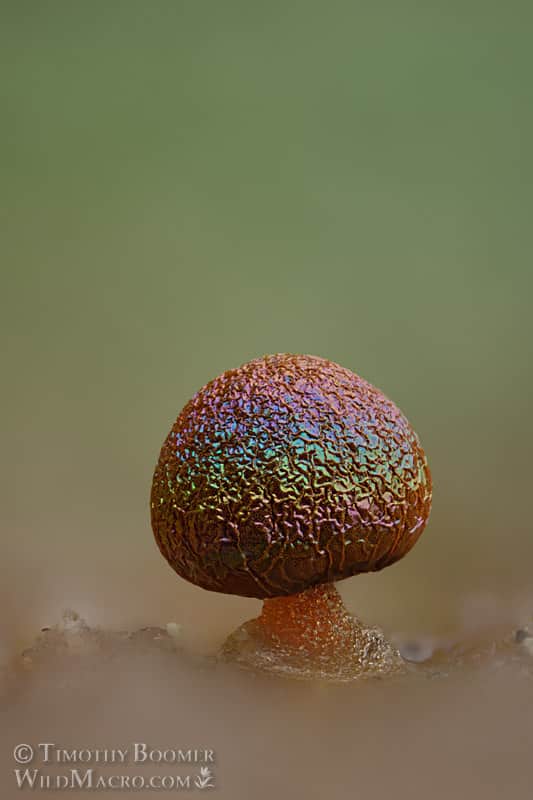 Iridescent nivicolous slime mold (likely Prototrichia metallica).
