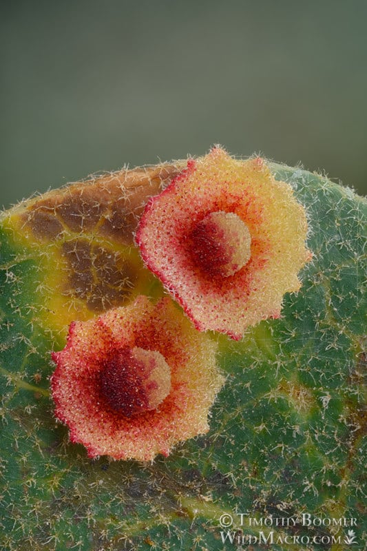 Galls induced by the saucer gall wasp (Andricus gigas).