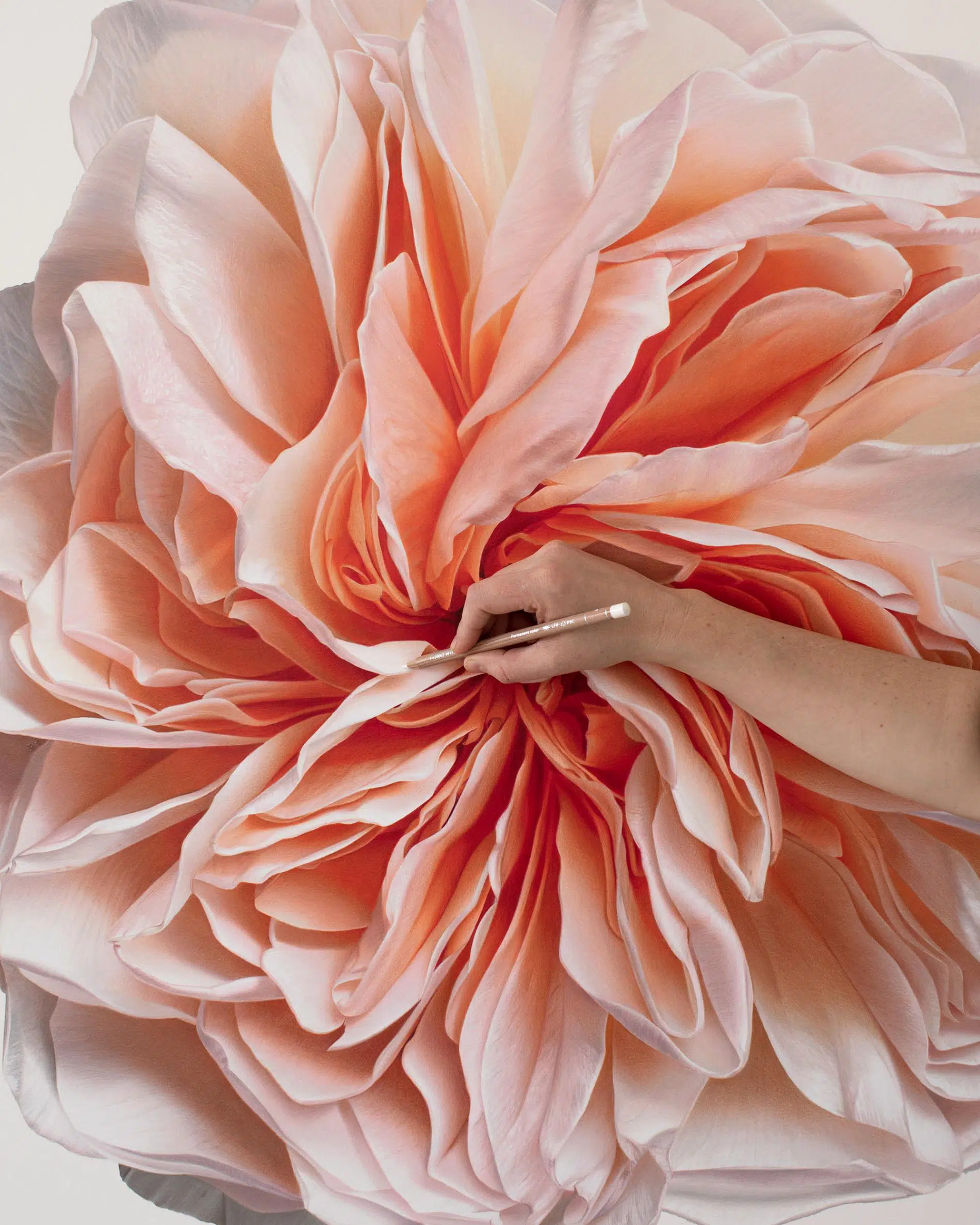 hendry flor bloom detalle peach rose