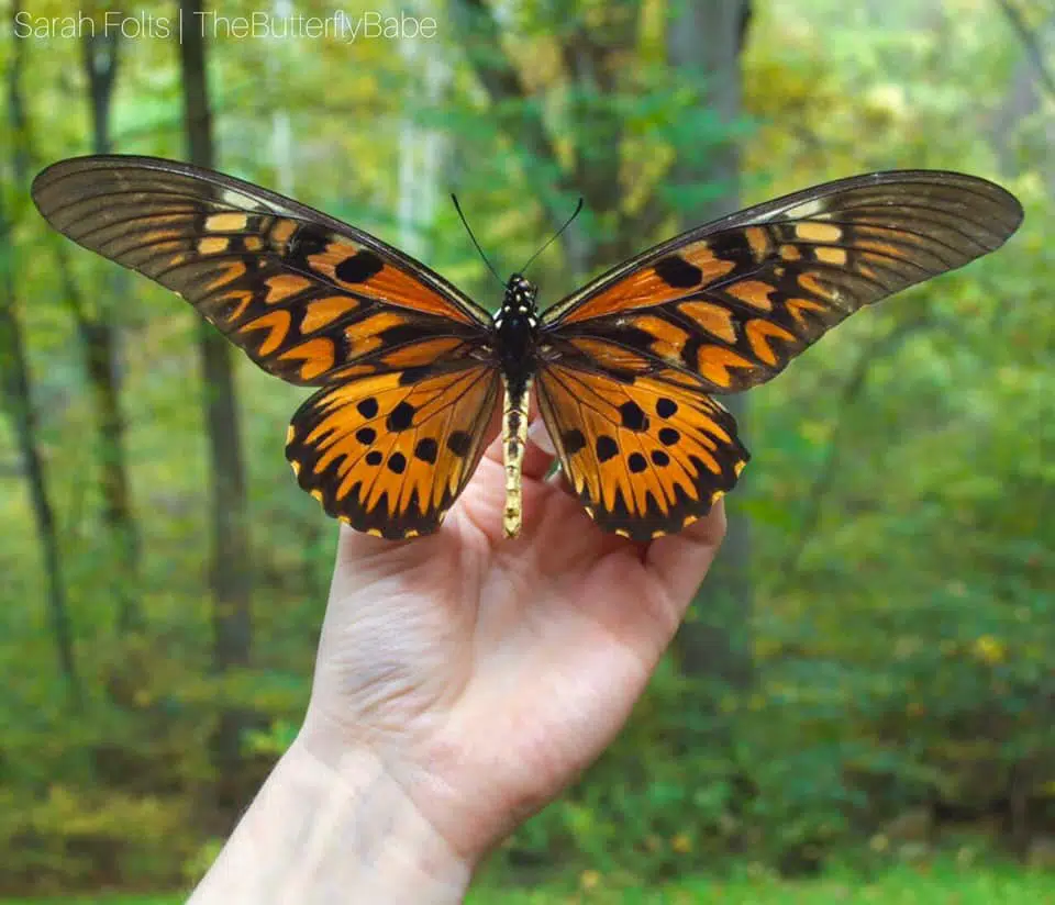 mariposa babe sarah