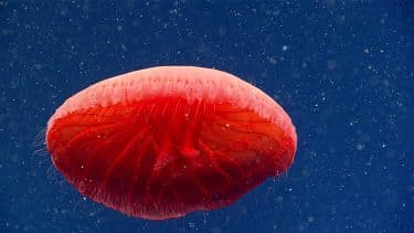 medusa roja descubierta noaa