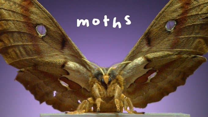moths dr smith
