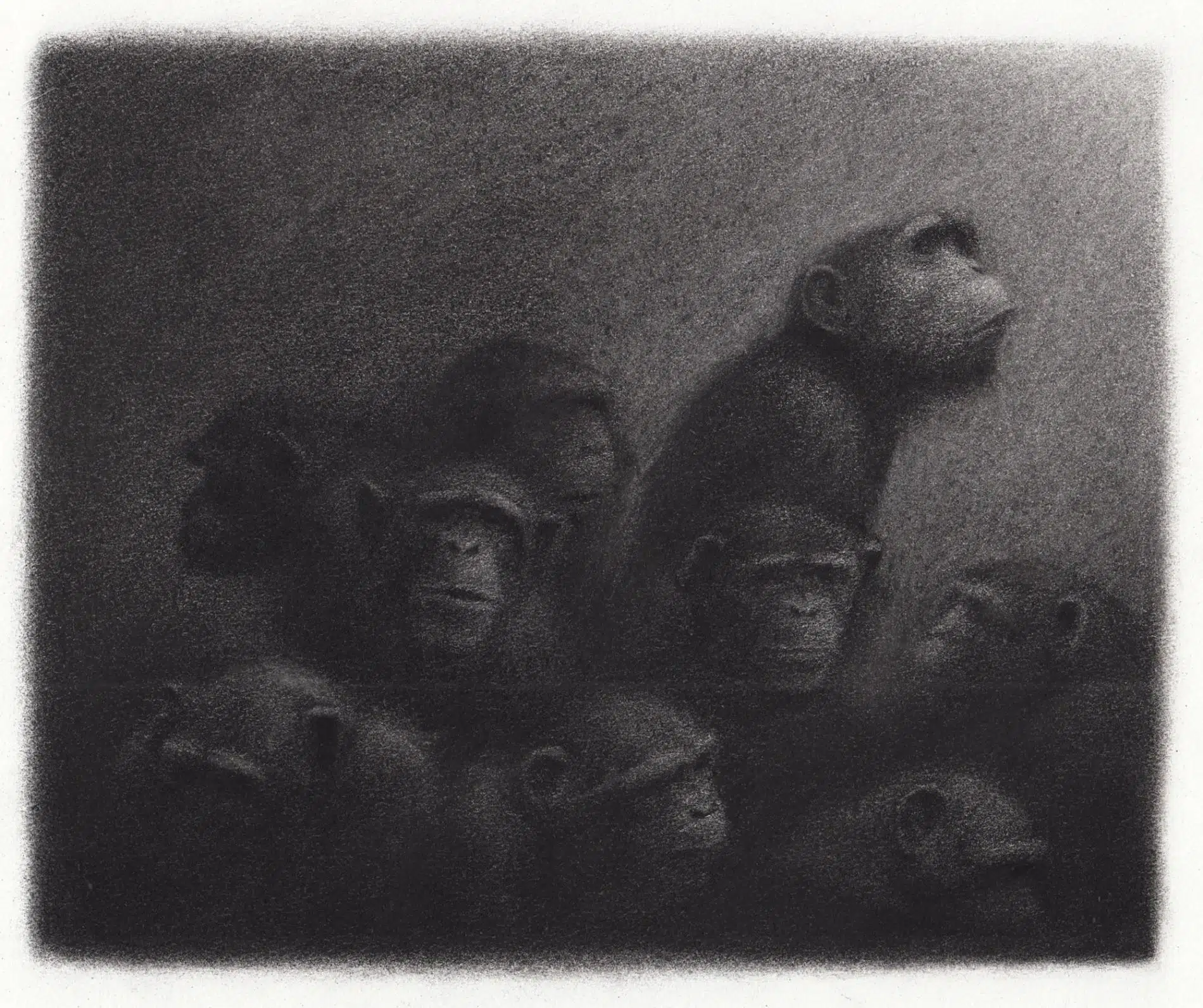 ilustracion en blanco y negro de simios