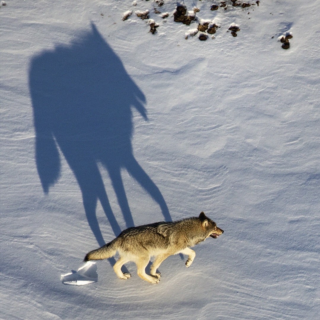 Aaron-Huey sombra de lobo en la nieve, fotografoa de naturaleza para salvar el medio ambiente ami vitale
