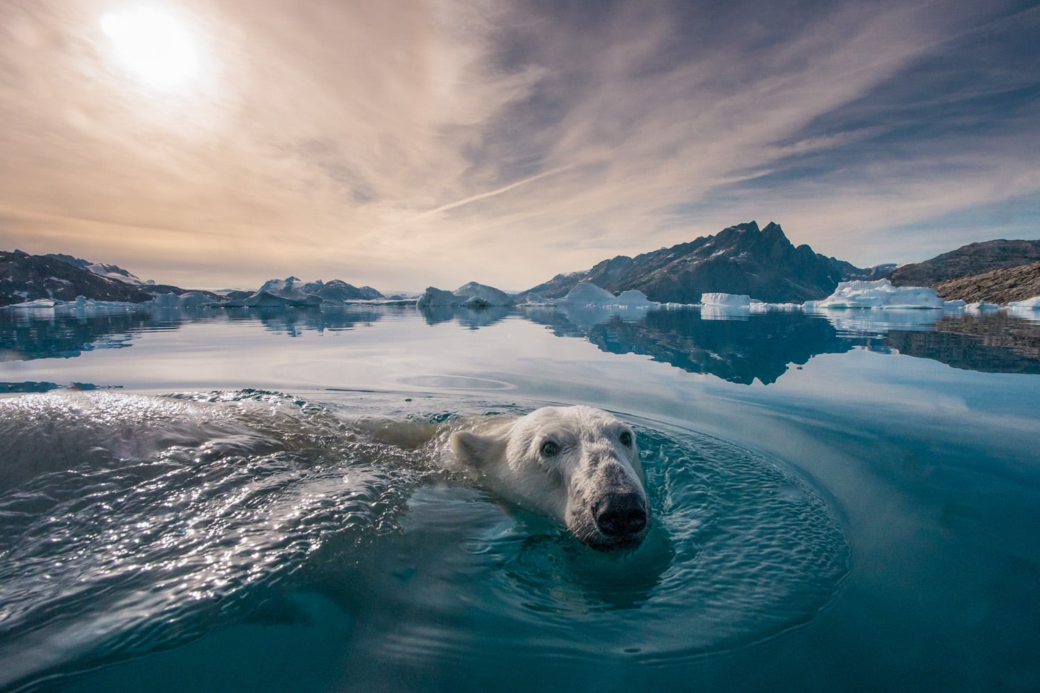Andy_Mann_Polar_ oso polar nadando, fotografia para salvar el medio ambiente
