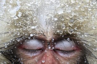 Jasper_Doest-Macaques-japone, foptografia para salvar el medio ambiente, macaco japones congelado