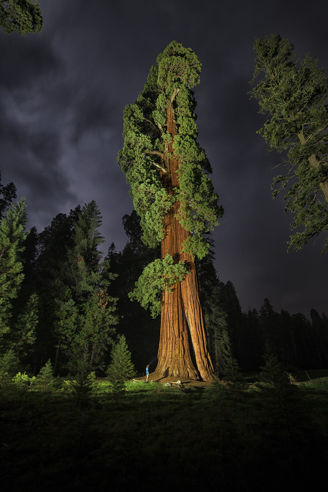 Keith_Ladzinski_Sequoia, fotografia de naturaleza para salvar el medio ambiente