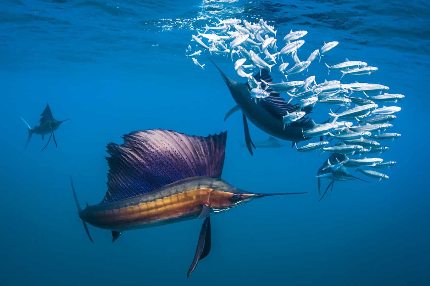 Shawn_Heinrichs_Sailfish_Hunt_pez espada persigue sardinas, fotografia naturaleza para salvbar el medio ambiente