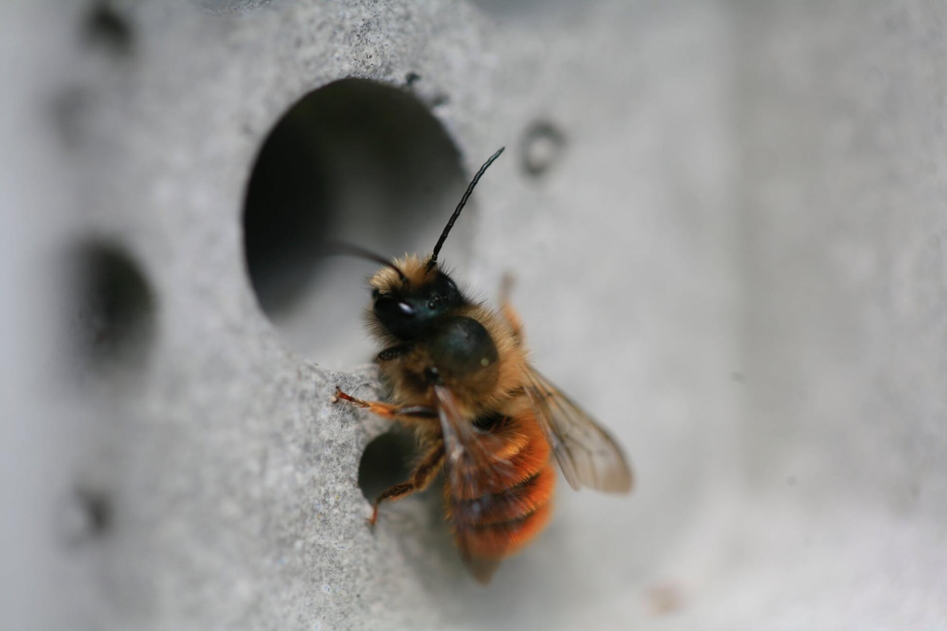 arquitectura diminta para dar hogar a las abejas solitarias green & blue abeja asomada por el agujero del ladrillo para abejas