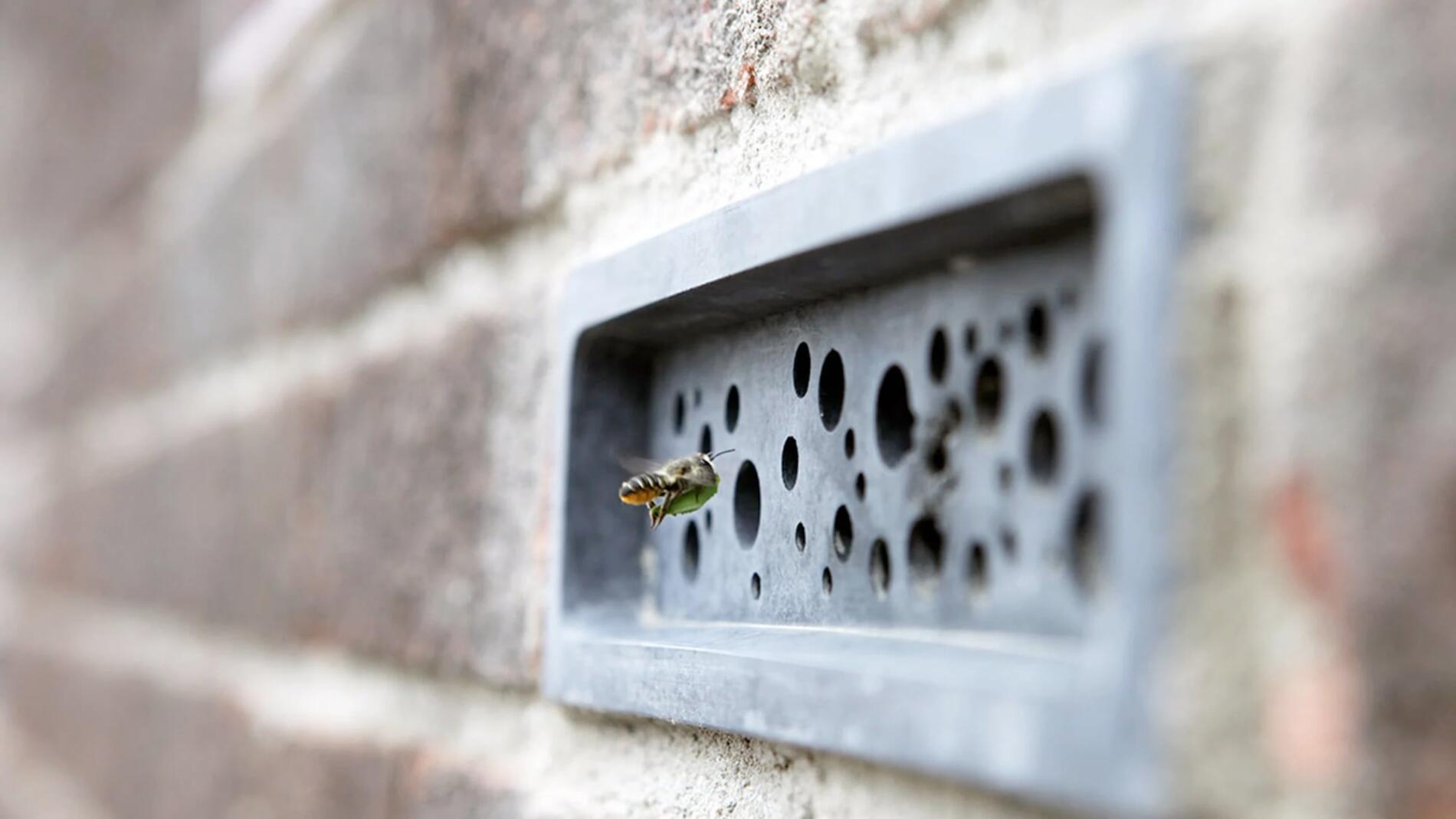 arquitectura diminta para dar hogar a las abejas solitarias green & blue