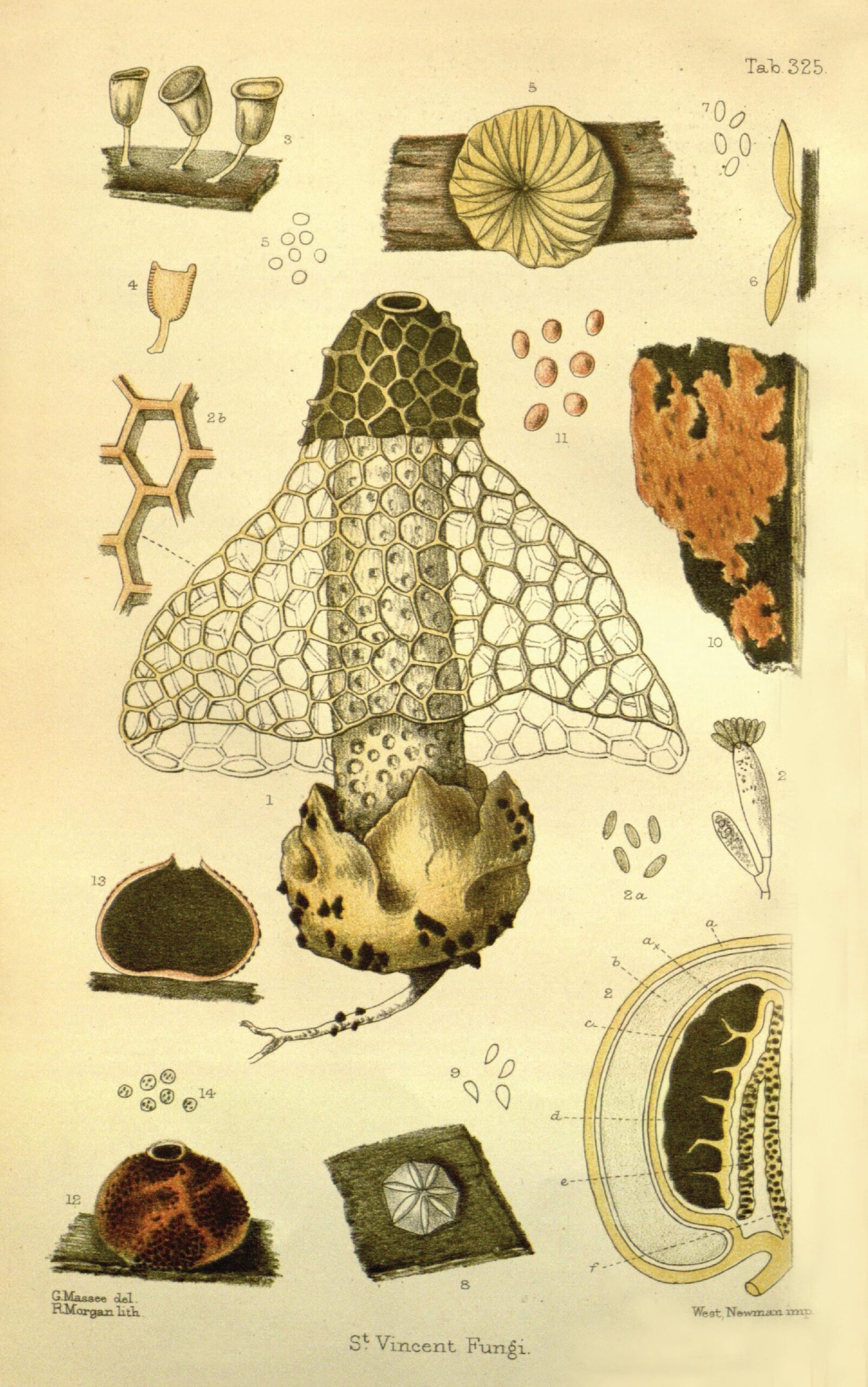 berthold seemann diario de botanica, ilustracion vintage en el libro diseño salvaje