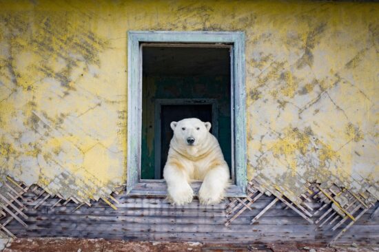 fotografia documental vida salvaje, osos polares Dmitry Kokh ganadora national geographic